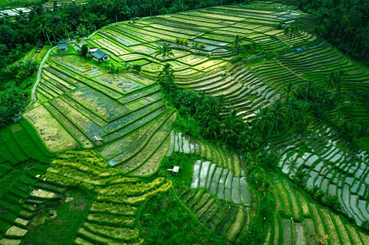 Kubu D'Ume Homestay Jatiluwih Bagian luar foto