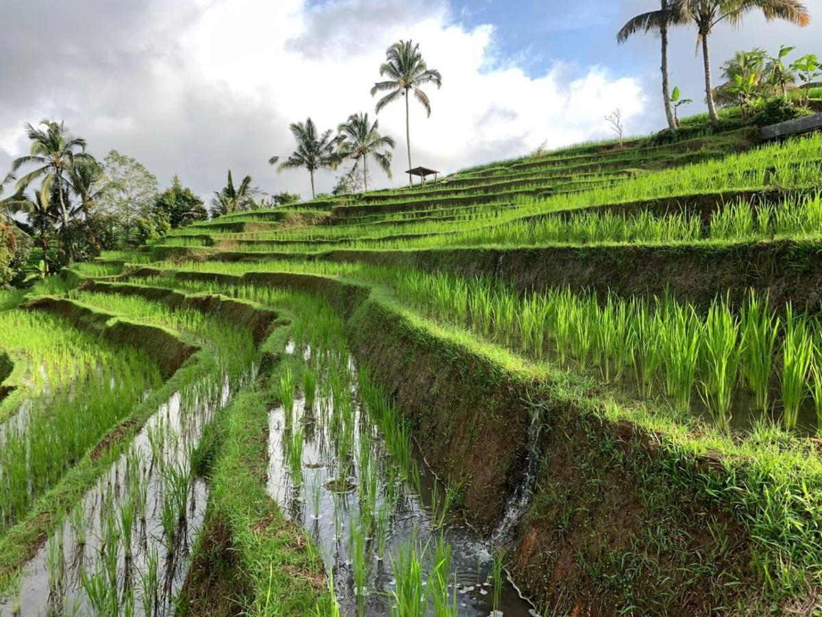 Kubu D'Ume Homestay Jatiluwih Bagian luar foto