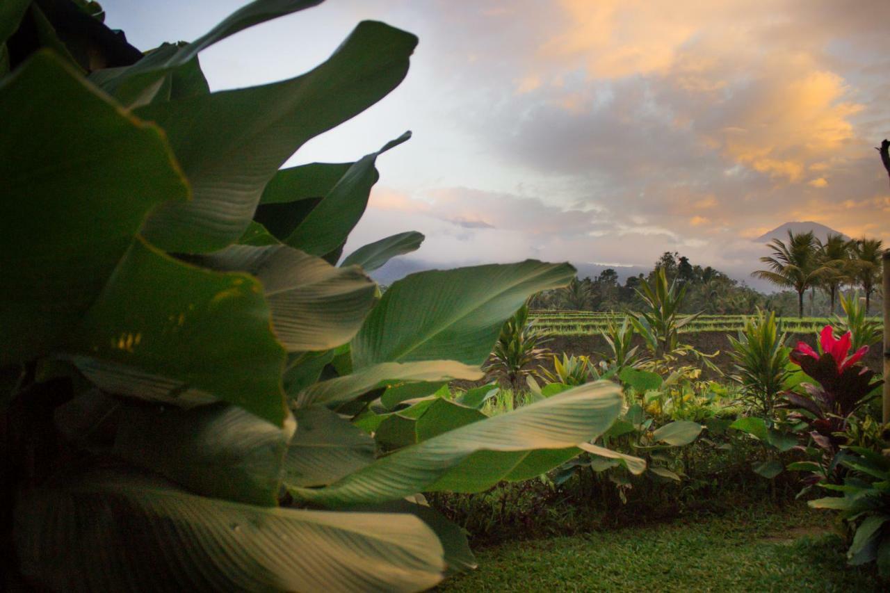 Kubu D'Ume Homestay Jatiluwih Bagian luar foto