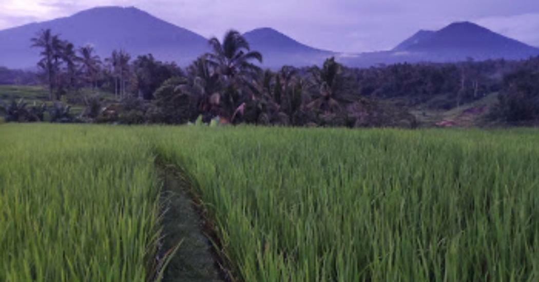 Kubu D'Ume Homestay Jatiluwih Bagian luar foto