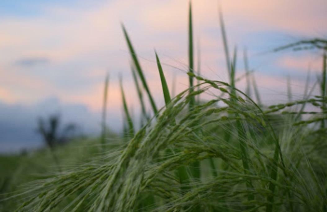 Kubu D'Ume Homestay Jatiluwih Bagian luar foto