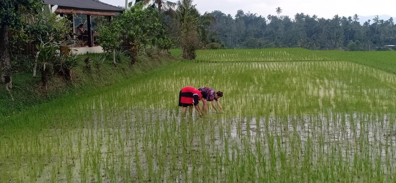 Kubu D'Ume Homestay Jatiluwih Bagian luar foto